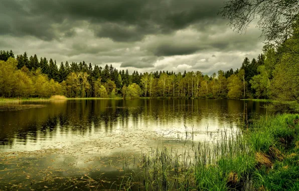 Autumn, forest, grass, branches, clouds, lake, reflection, overcast