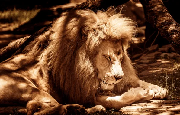 Light, nature, pose, tree, sleep, Leo, paws, Sepia