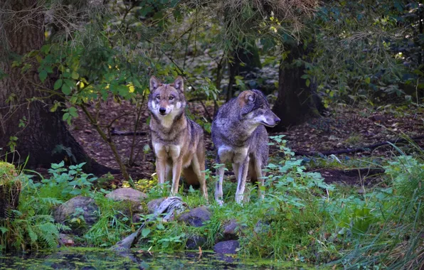 Picture nature, snow, predator, face, animal, wolf, wolves, wildlife