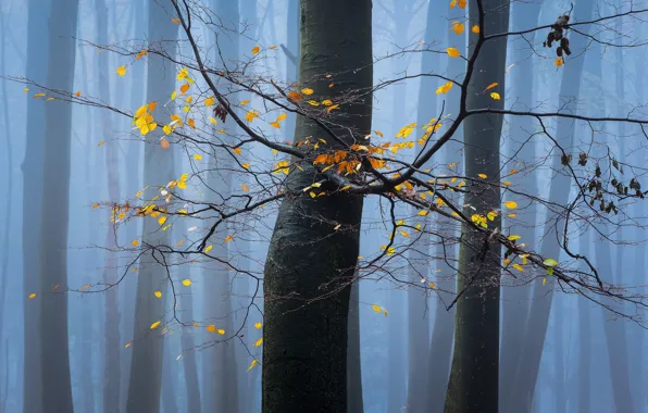 Picture autumn, leaves, trees, fog