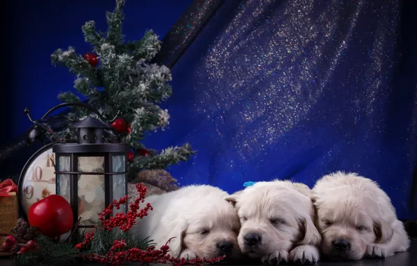 Puppies, New year, white, trio, Retriever