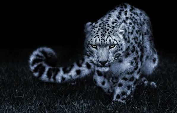 Grass, look, face, night, pose, darkness, glade, tail