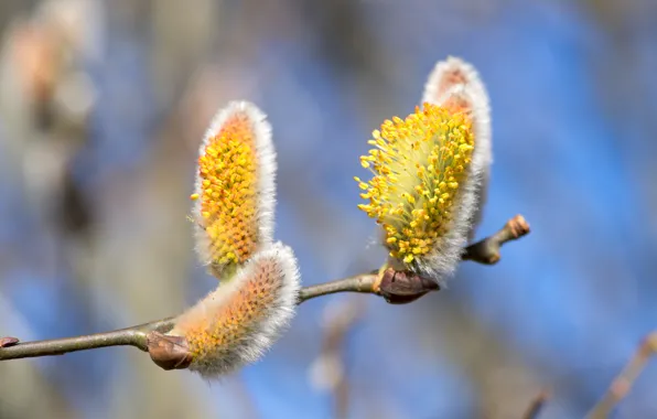 Macro, branches, nature, pollen, spring, yellow, flowering, kidney