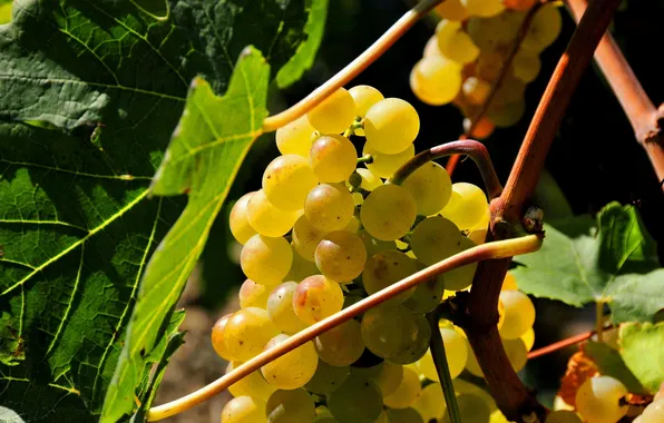 Leaves, food, bunch, white grapes, Bubka