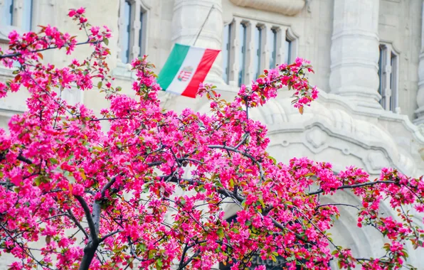 Flowers, the city, building, Sakura, flag, pink, Hungary, Hungary