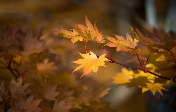 Autumn, leaves, nature