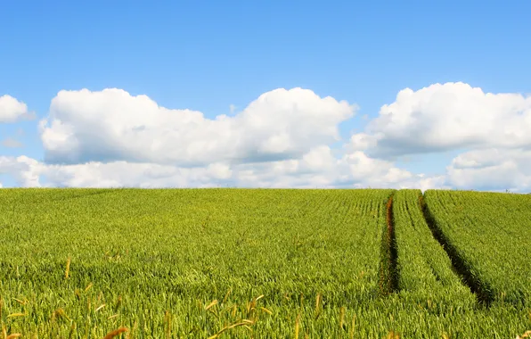 Road, field, summer, the sky, clouds