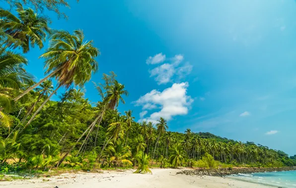 Wallpaper sand, sea, wave, beach, summer, the sky, palm trees, shore ...