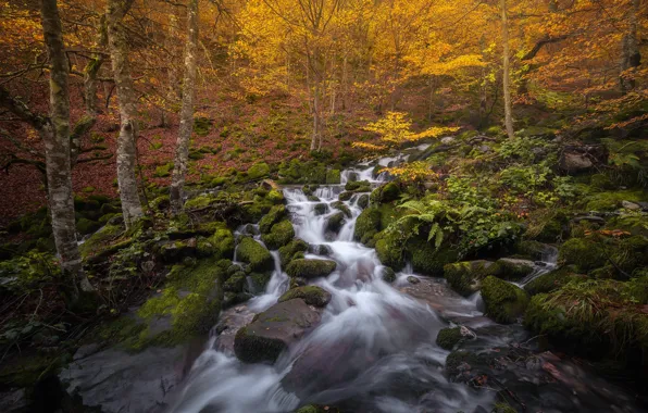 Autumn, forest, trees, stream, Spain, cascade