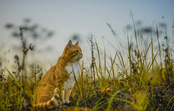 Cat, look, background