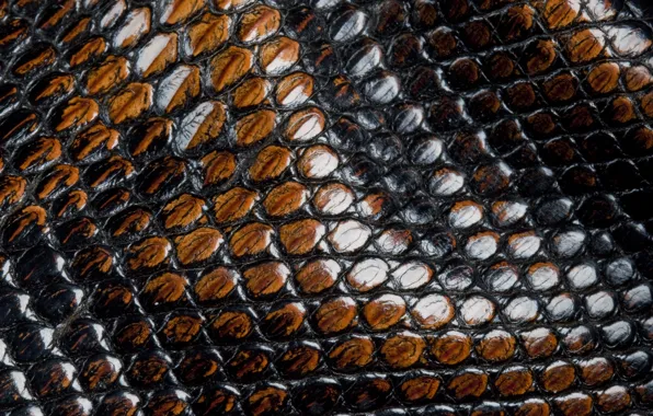 Picture snakes, scales, leather, animal texture