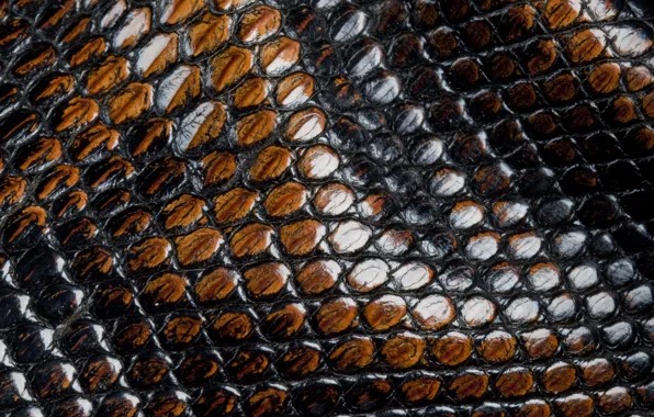 Snake, scales, leather, animal texture