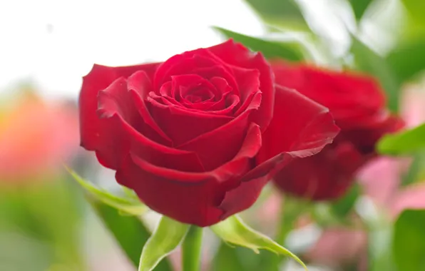 Picture macro, rose, Bud, red rose