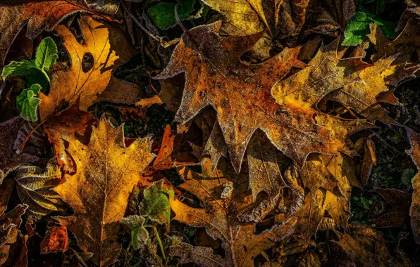 Frost, autumn, leaves, yellow, orange, maple, autumn leaves