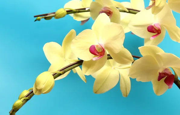 Branch, orchids, exotic