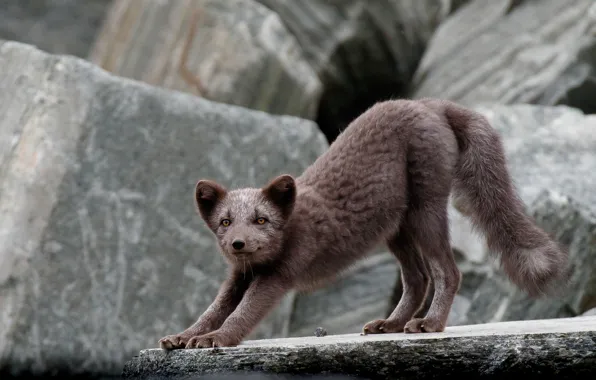 Picture pose, stones, Fox, stretching