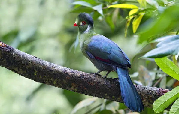 Forest, leaves, color, branch, tail, birds, wildlife, turako