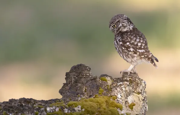 Look, pose, background, owl, bird, snag, log, owl