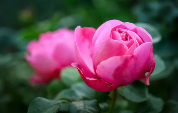 Blur, pink roses, rosebuds