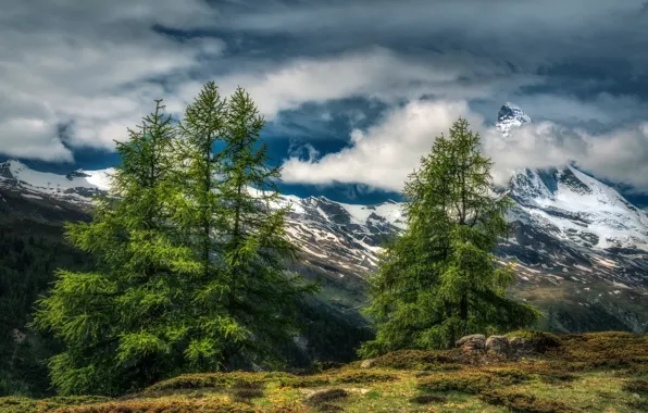 Picture forest, the sky, grass, the sun, clouds, trees, mountains, stones
