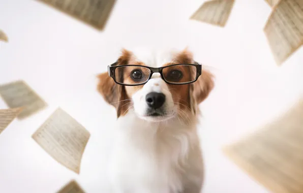 Picture each, dog, glasses