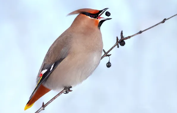 Berries, bird, beak, the Waxwing