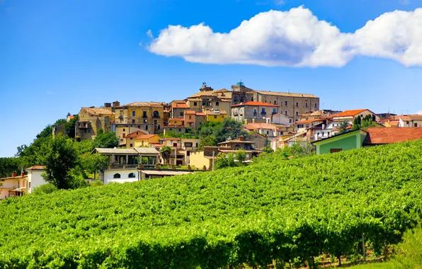 Picture home, slope, Italy, Campaign, Taurasi