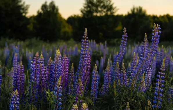 Picture forest, summer, flowers, the evening, meadow, lilac, lupins