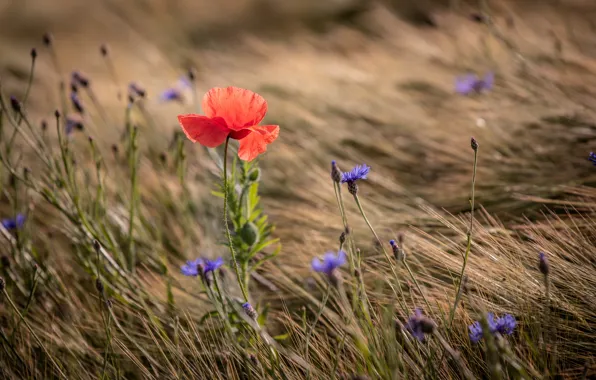 Summer, flowers, nature