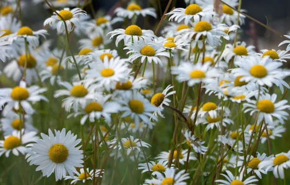 Field, summer, flowers, glade, chamomile, meadow, white, bokeh