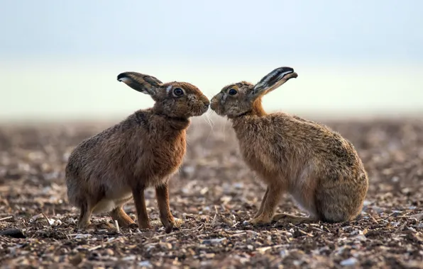 Picture nature, background, rabbits