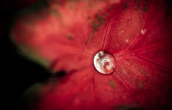 Water, Rosa, background, leaf, drop