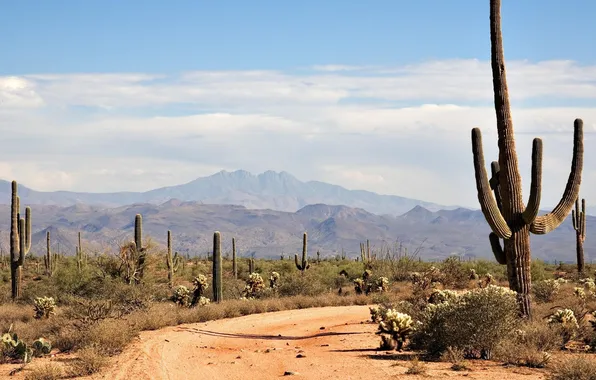 Mountains, desert, heat, cacti
