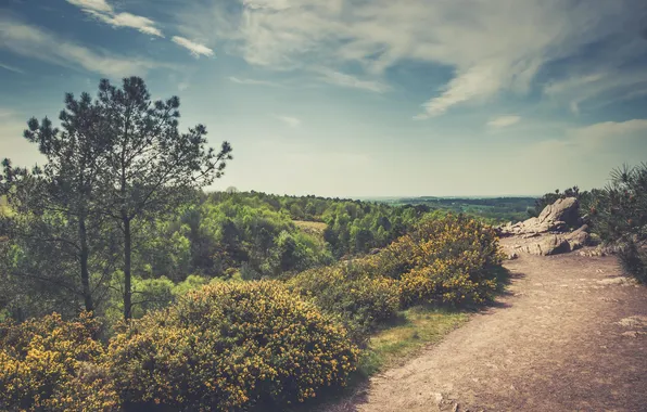 Picture the sky, clouds, flowers, stone, Bush, valley, horizon, pine