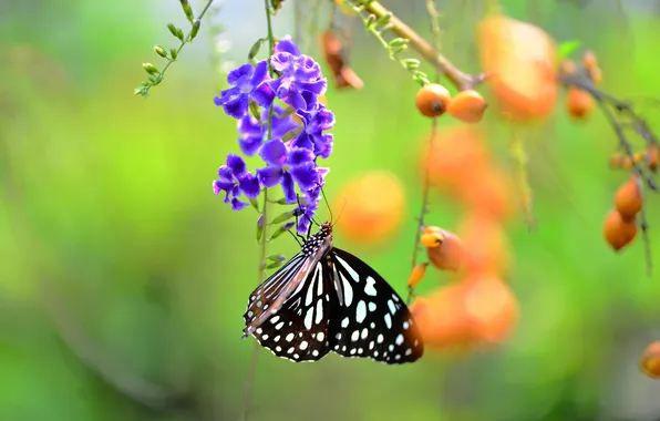 Flowers, branches, berries, butterfly
