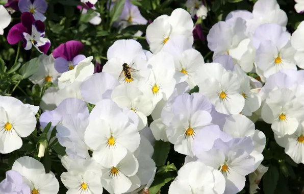 White, bee, viola