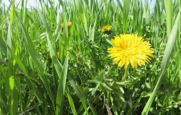 Grass, dandelion, spring 2018, meduzanol ©