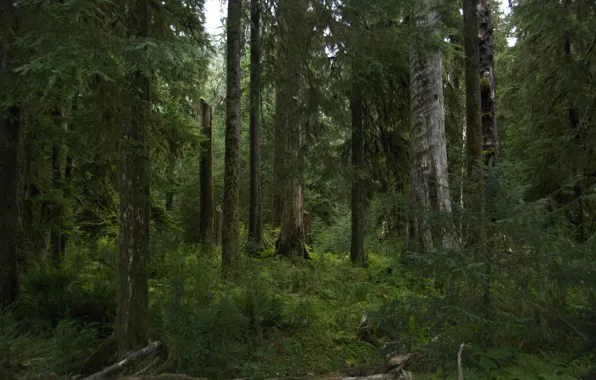 Picture forest, trees, nature, USA, Hoh Rainforest