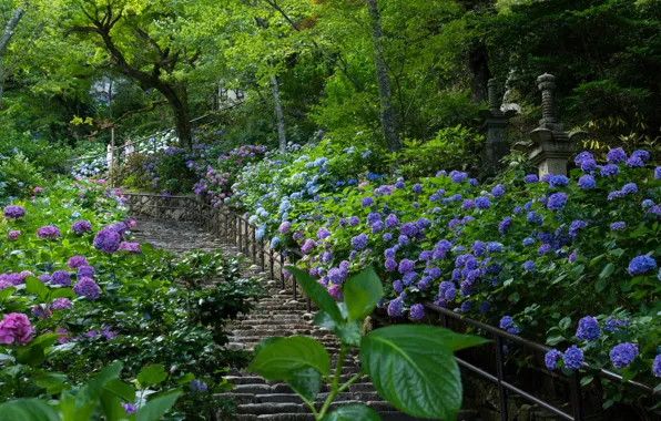 Picture hydrangea, ladder, Japan, garden