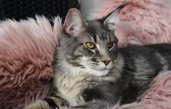 Picture cat, cat, look, face, pose, grey, background, stay