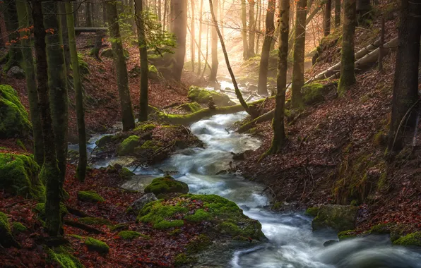 Autumn, forest, leaves, light, trees, branches, stream, stones