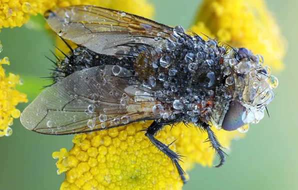 Picture water, drops, macro, flowers, yellow, green, fly, background