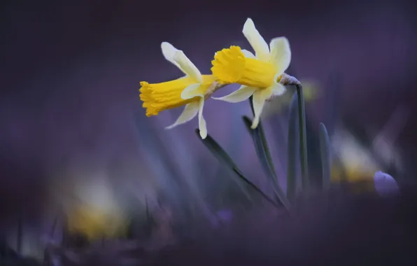 Macro, background, blur, Duo, daffodils