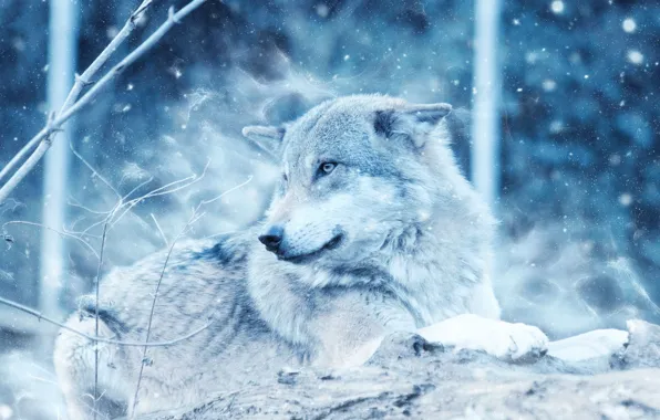 Nature, snow, predator, animal, wolf, wildlife, Canis lupus, portrait.
