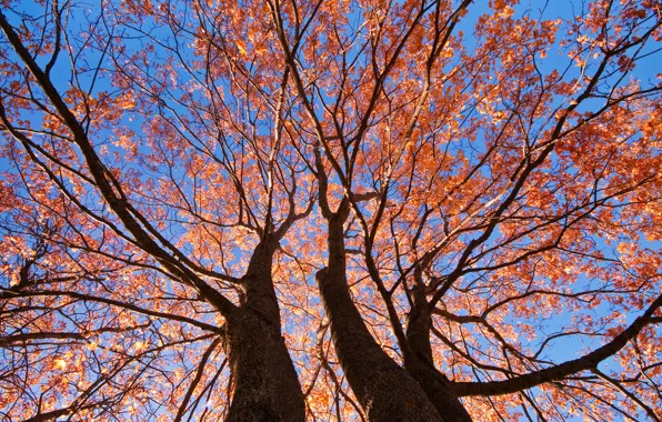 Picture autumn, the sky, leaves, trees, branches, trunk
