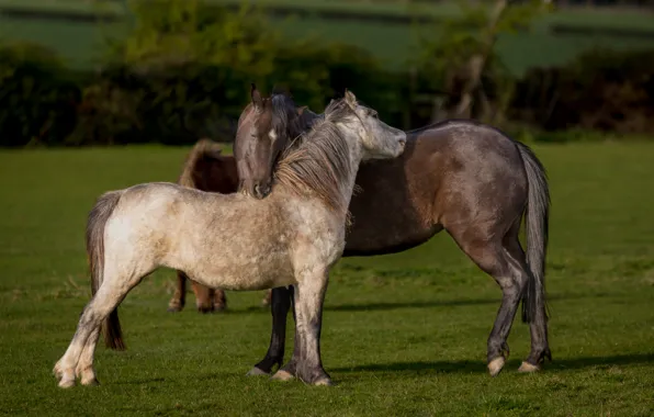 Greens, field, summer, grass, love, nature, mood, horse
