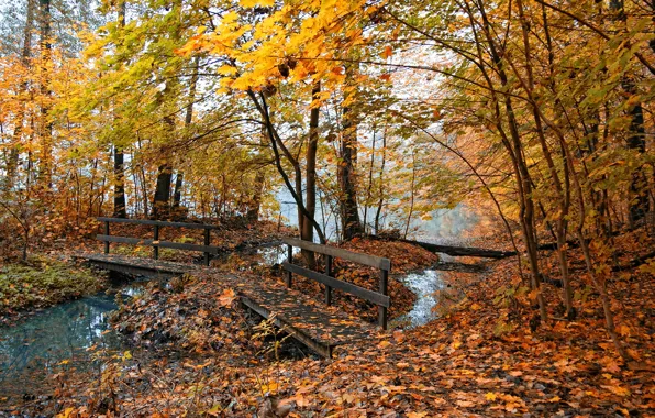 Picture autumn, nature, fog, pond, yellow leaves, the bridge