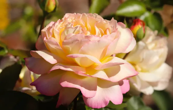 Picture flowers, white, macro, light, roses, bokeh, pink and white, petals