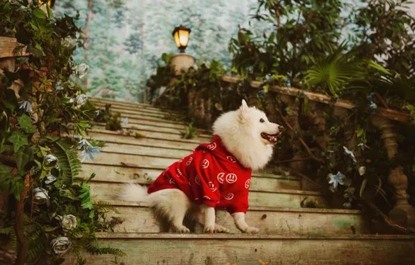 Look, pose, clothing, dog, costume, outfit, image, face