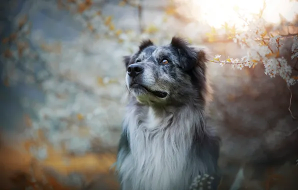 Look, face, light, flowers, branches, nature, grey, background